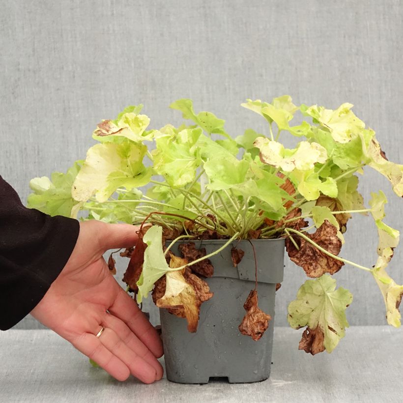 Exemplaar van Heuchera Citronelle - Purperklokje Pot van 1,5 l/2 l zoals geleverd in de herfst