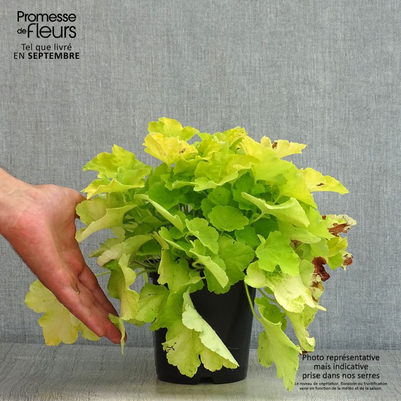 Exemplaar van Heuchera Citronelle - Purperklokje Pot van 1,5 l/2 l zoals geleverd in de zomer