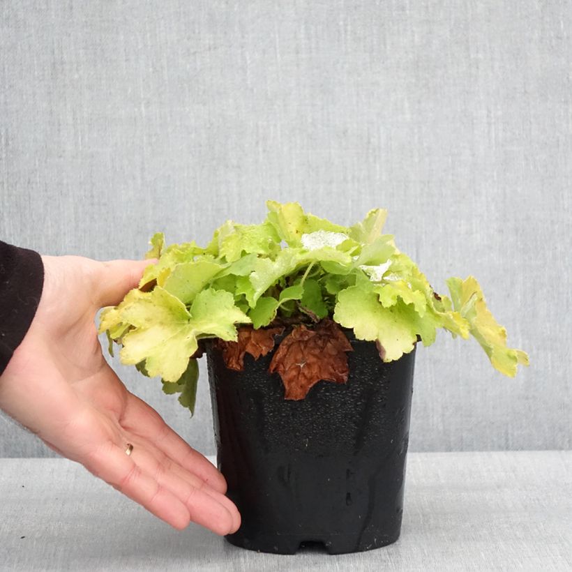 Exemplaar van Heuchère - Heuchera Citronelle Pot de 1,5L/2L zoals geleverd in de winter
