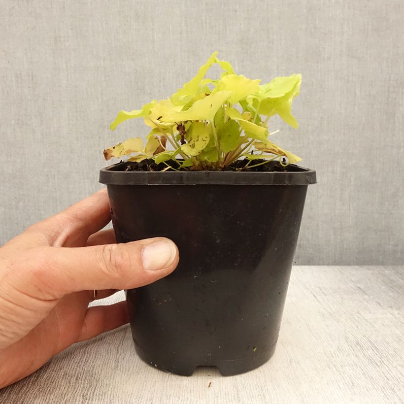 Exemplaar van Heuchera Citronelle - Purperklokje Pot van 1,5 l/2 l zoals geleverd in de lente