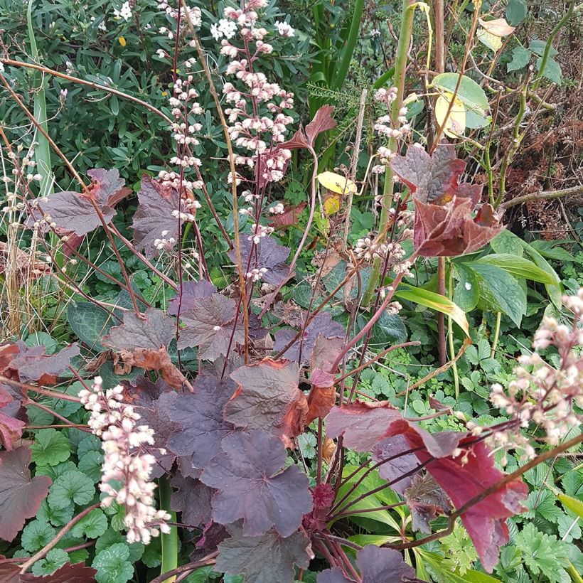 Heuchera Dark Magic - Purperklokje (Groeiplaats)