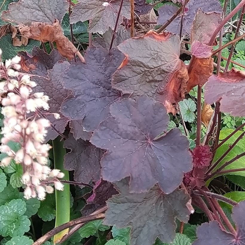 Heuchera Dark Magic - Purperklokje (Blad)