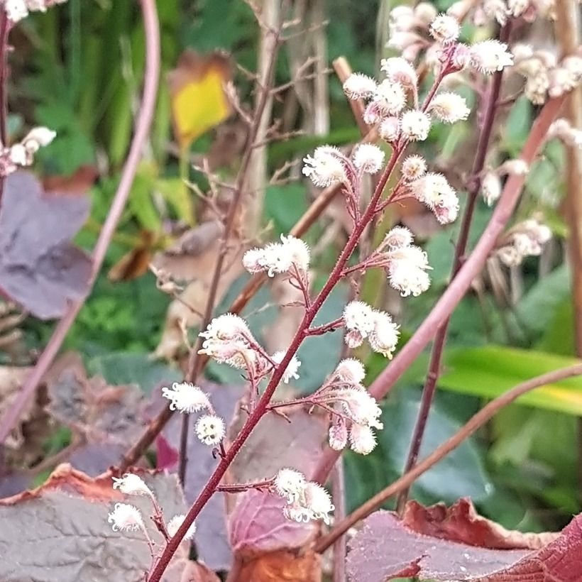 Heuchera Dark Magic - Purperklokje (Bloei)