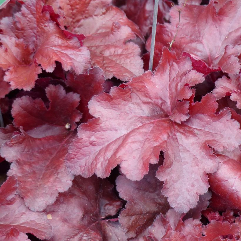 Heuchera Forever Red - Purperklokje (Blad)