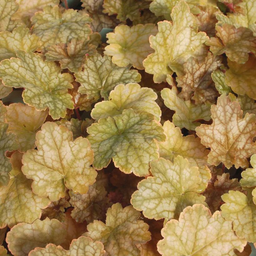 Heuchera Ginger Ale - Purperklokje (Blad)