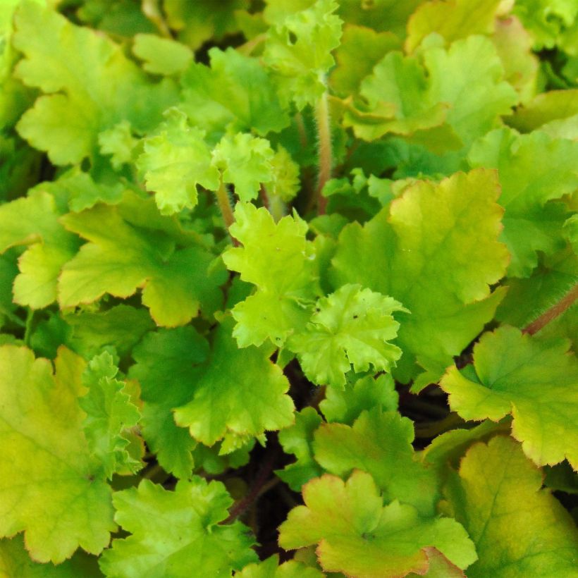 Heuchera Lime Marmalade - Purperklokje (Blad)