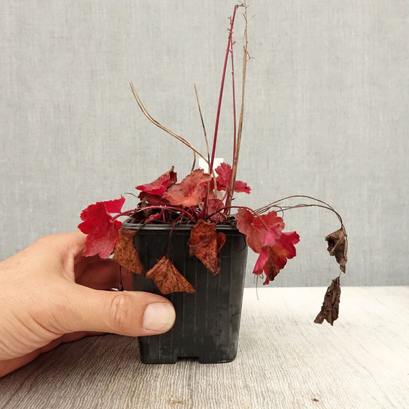 Exemplaar van Heuchera Little Cutie Blondie - Purperklokje Kweekpotje van 8/9 cm zoals geleverd in de herfst