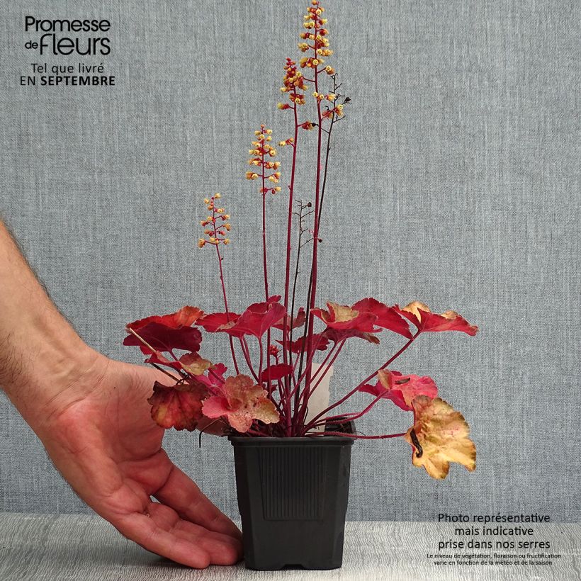 Exemplaar van Heuchera Little Cutie Blondie - Purperklokje Kweekpotje van 8/9 cm zoals geleverd in de zomer