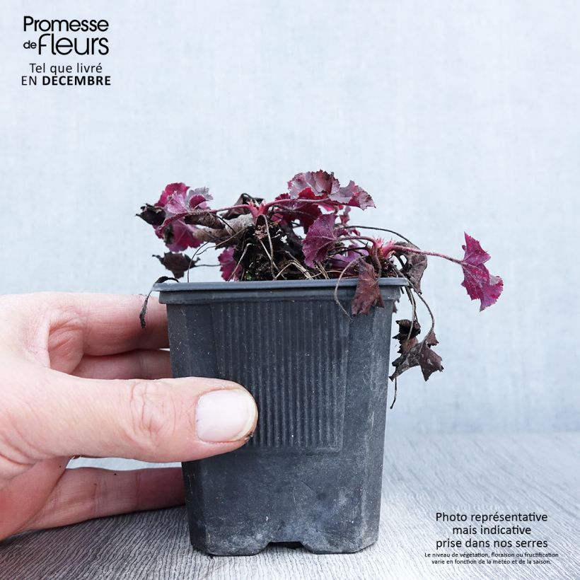 Exemplaar van Heuchera micrantha Cappuccino - Purperklokje Kweekpotje van 8/9 cm zoals geleverd in de herfst