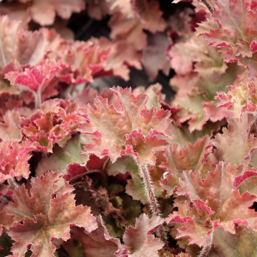 Heuchera micrantha Cappuccino - Purperklokje (Blad)