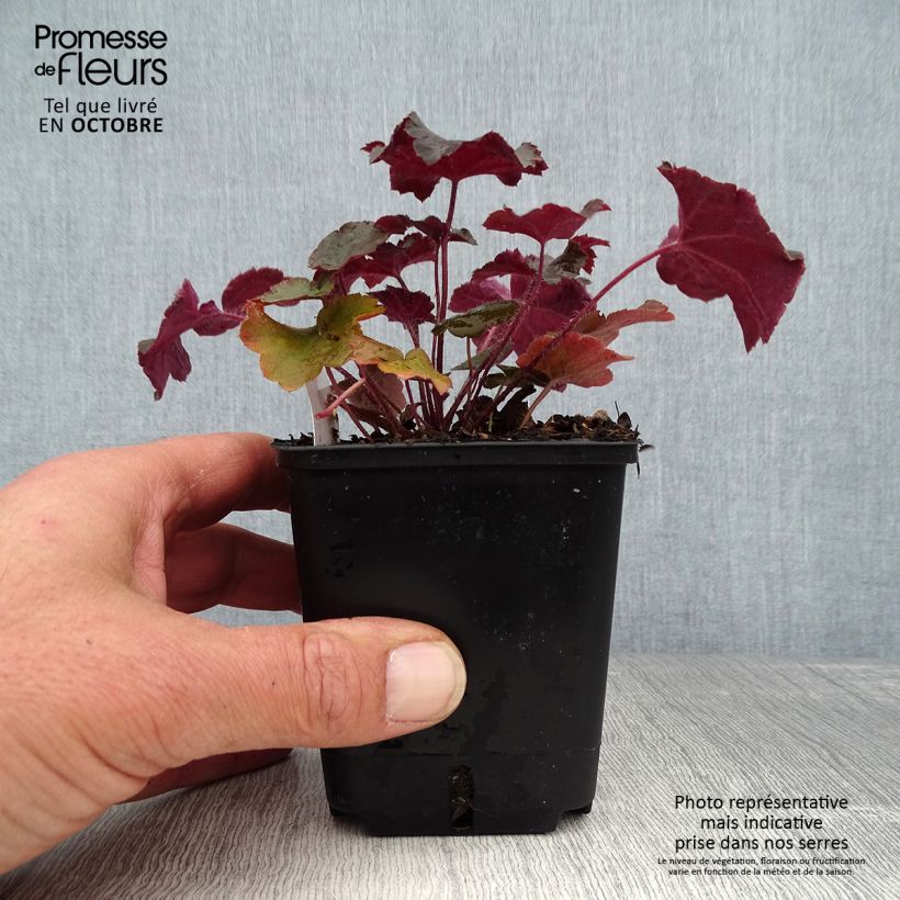 Exemplaar van Heuchera micrantha Palace Purple - Purperklokje Kweekpotje van 7/8 cm zoals geleverd in de herfst