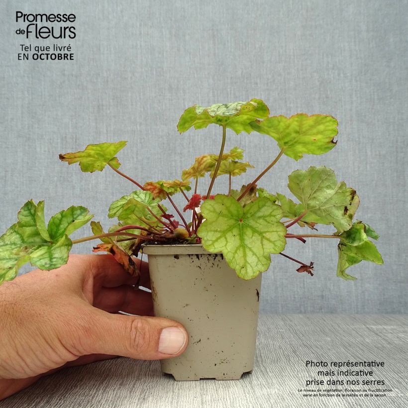 Exemplaar van Heuchera Mint Frost - Purperklokje Kweekpotje van 8/9 cm zoals geleverd in de herfst