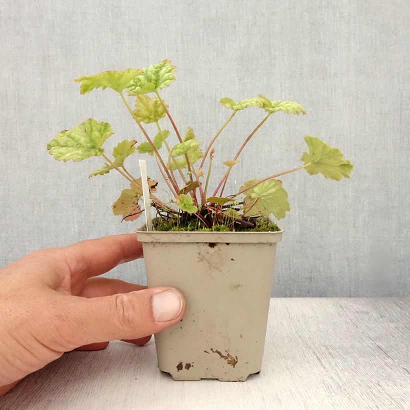 Exemplaar van Heuchera Mint Frost - Purperklokje Kweekpotje van 8/9 cm zoals geleverd in de zomer