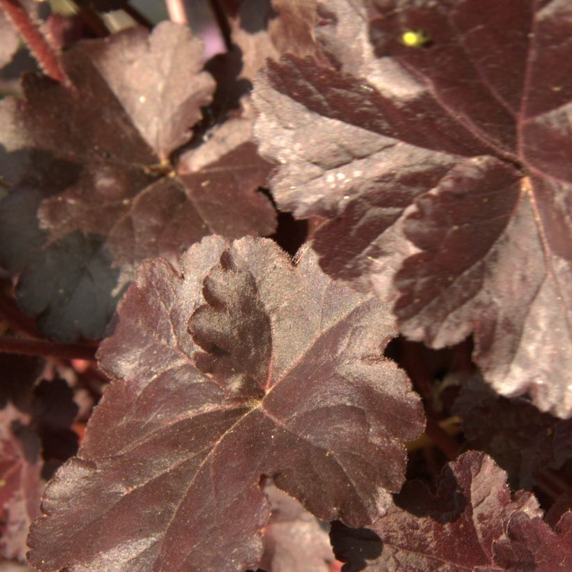 Heuchera Obsidian - Purperklokje (Blad)