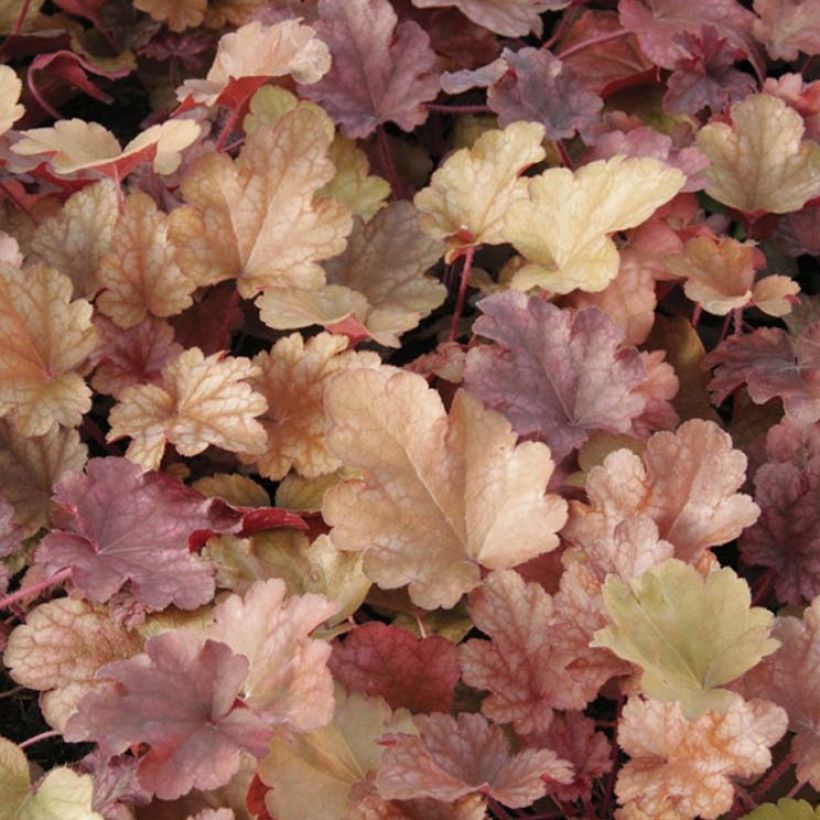 Heuchera Peach flambé - Purperklokje (Blad)