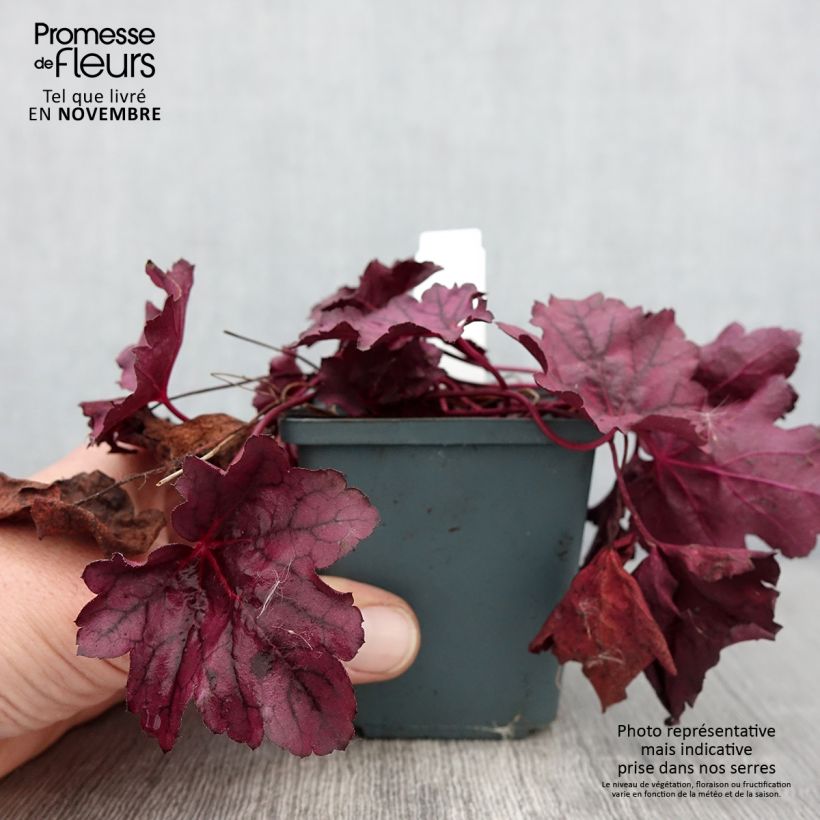Exemplaar van Heuchera Pink Panther - Purperklokje Kweekpotje van 8/9 cm zoals geleverd in de herfst