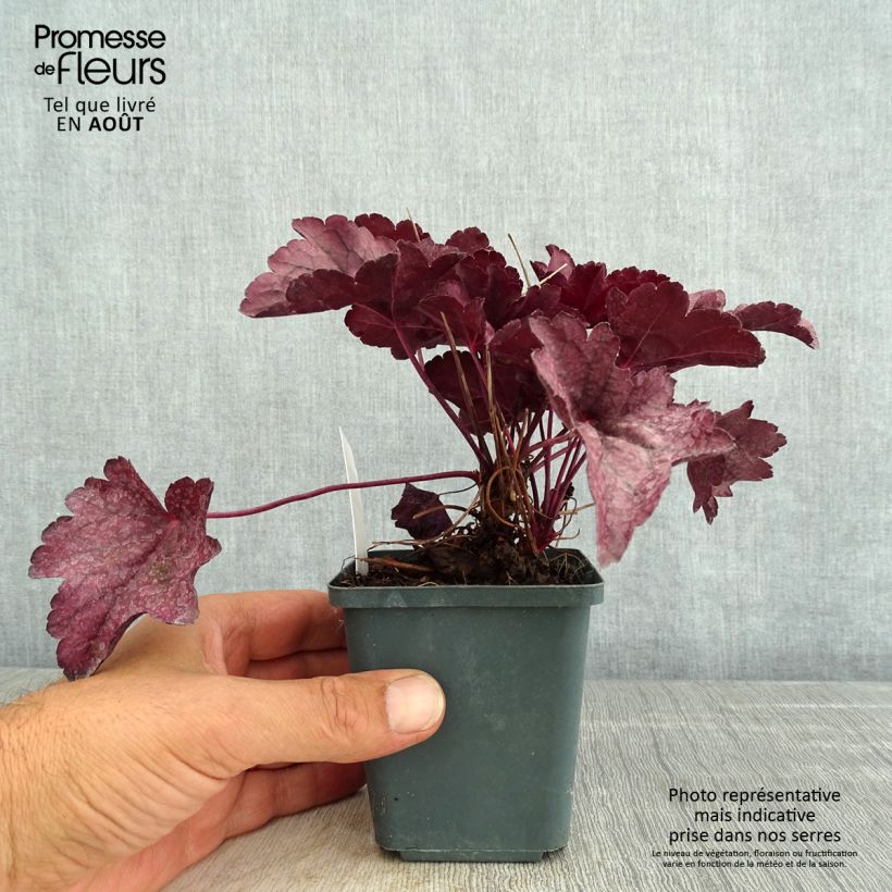 Exemplaar van Heuchera Pink Panther - Purperklokje Kweekpotje van 8/9 cm zoals geleverd in de zomer