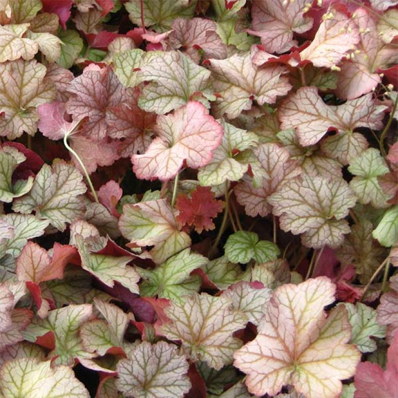 Heuchera Pinot Gris - Purperklokje (Blad)