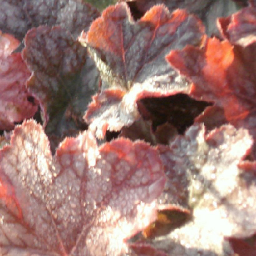 Heuchera Pinot Noir - Purperklokje (Blad)