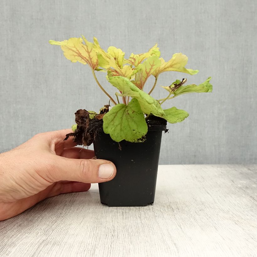 Exemplaar van Heuchera Red Lightning - Purperklokje Kweekpotje van 8/9 cm zoals geleverd in de herfst