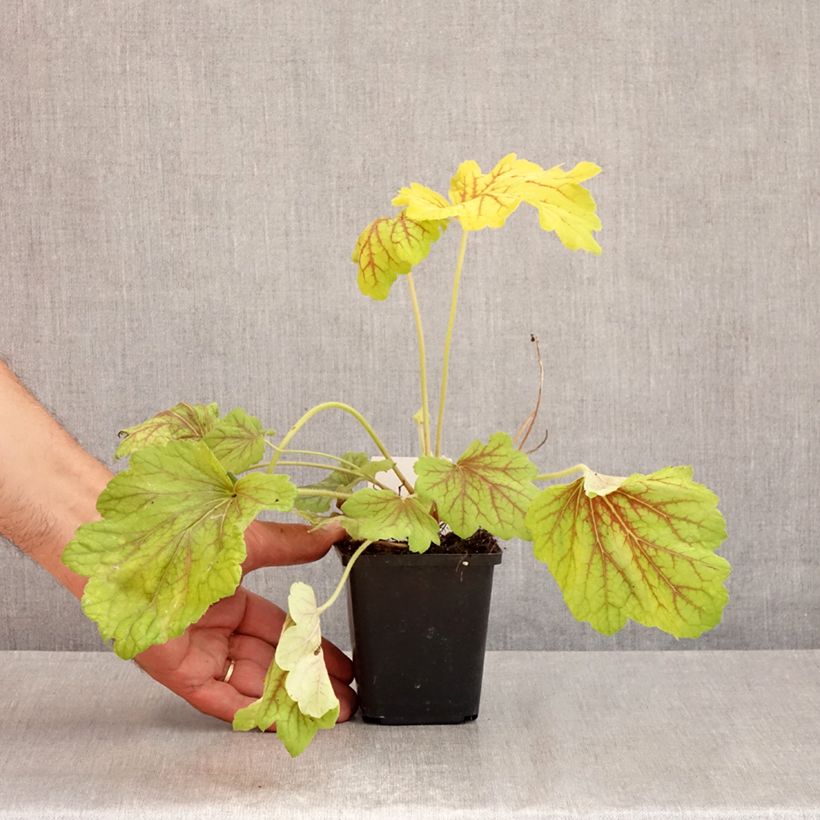 Exemplaar van Heuchera Red Lightning - Purperklokje Kweekpotje van 8/9 cm zoals geleverd in de zomer