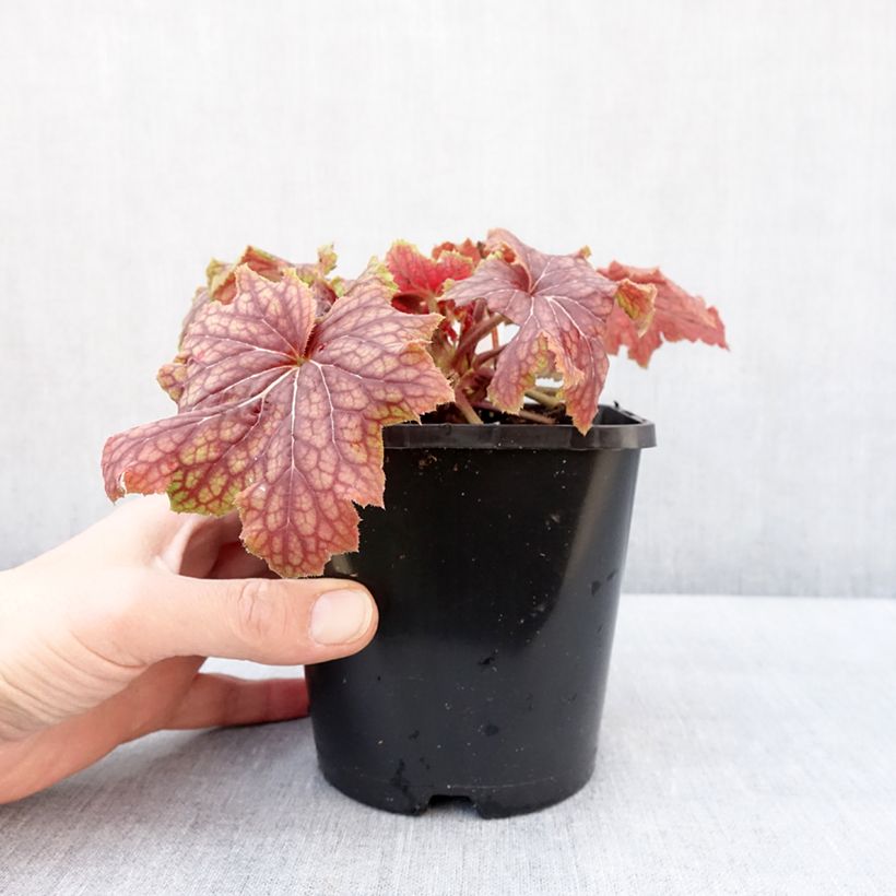 Exemplaar van Heuchère - Heuchera Red Lightning  Pot de 1,5L/2L zoals geleverd in de winter