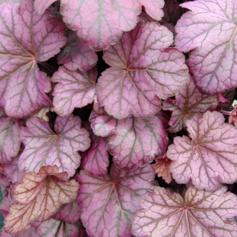 Heuchera Wild Rose - Purperklokje (Blad)