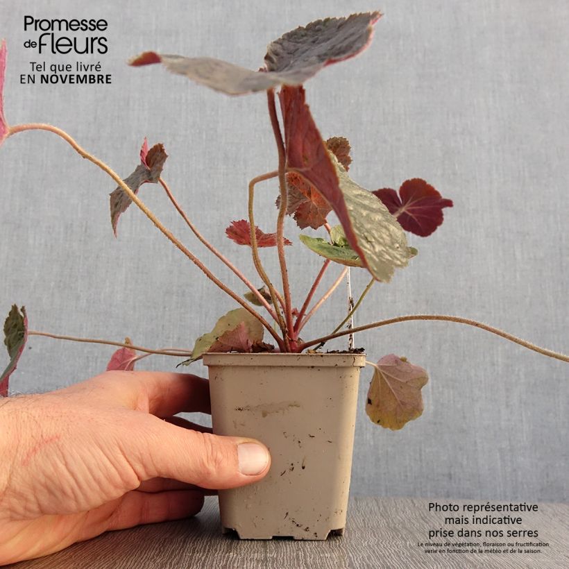 Exemplaar van Heuchera XXL - Purperklokje Kweekpotje van 8/9 cm zoals geleverd in de herfst