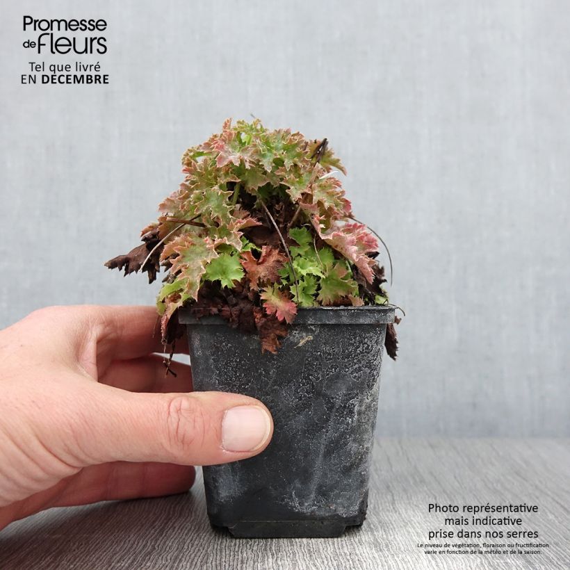 Exemplaar van Heuchère - Heuchera Apple Crisp Godet de 8/9 cm zoals geleverd in de herfst
