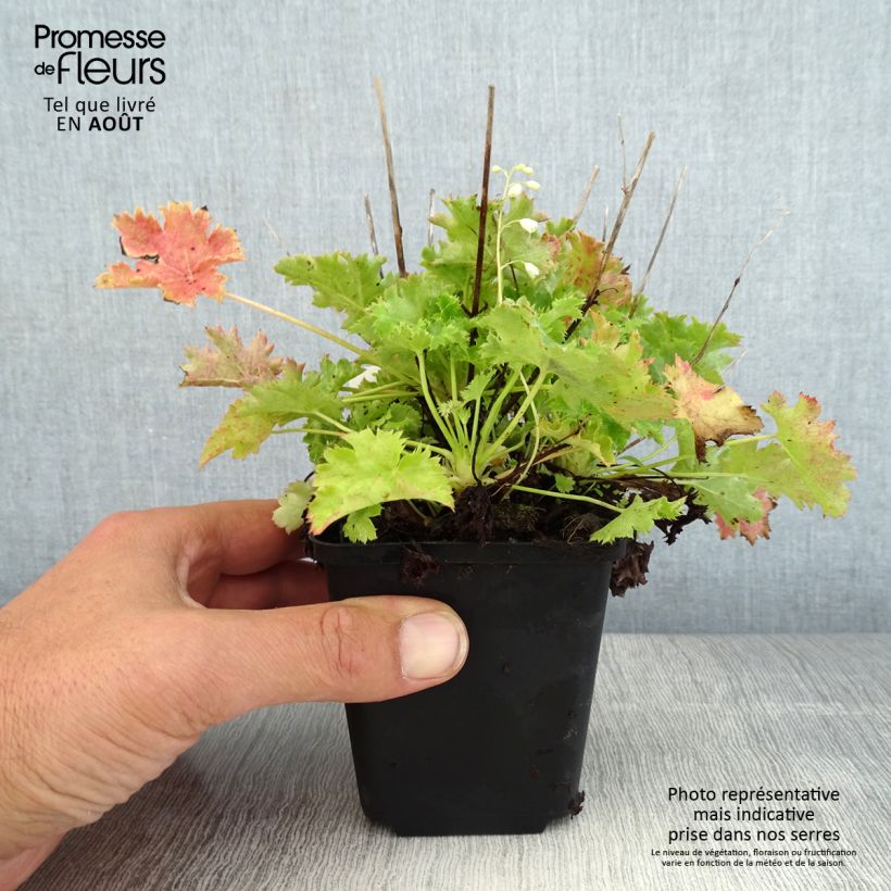 Exemplaar van Heuchera Apple Crisp - Purperklokje Kweekpotje van 8/9 cm zoals geleverd in de zomer