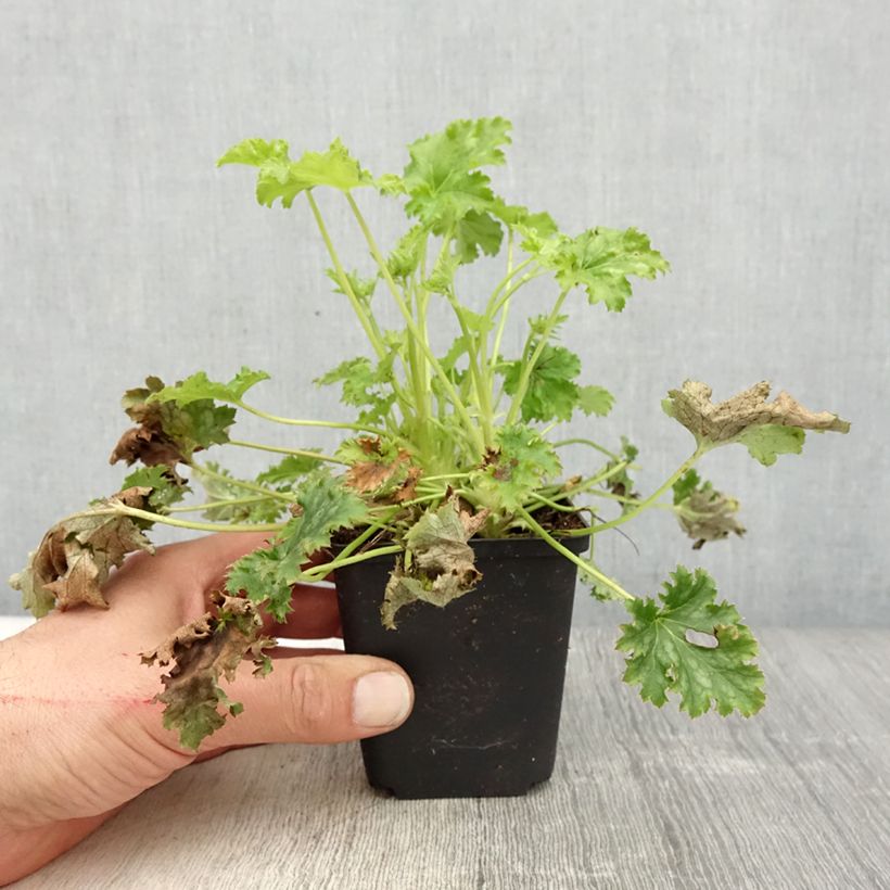 Exemplaar van Heuchera Apple Crisp - Purperklokje Kweekpotje van 8/9 cm zoals geleverd in de lente