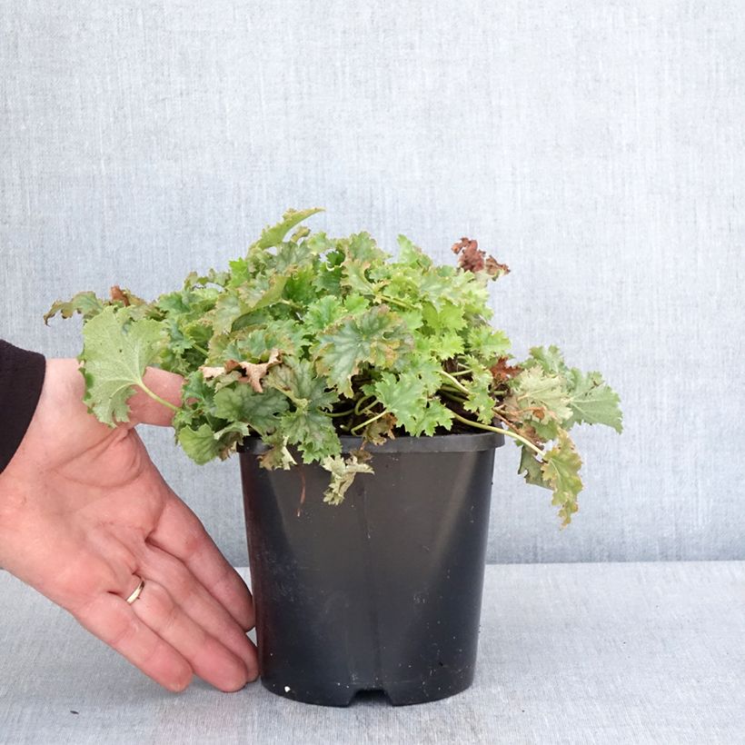 Exemplaar van Heuchera Apple Crisp - Purperklokje Pot van 1 l/1,5 l zoals geleverd in de lente