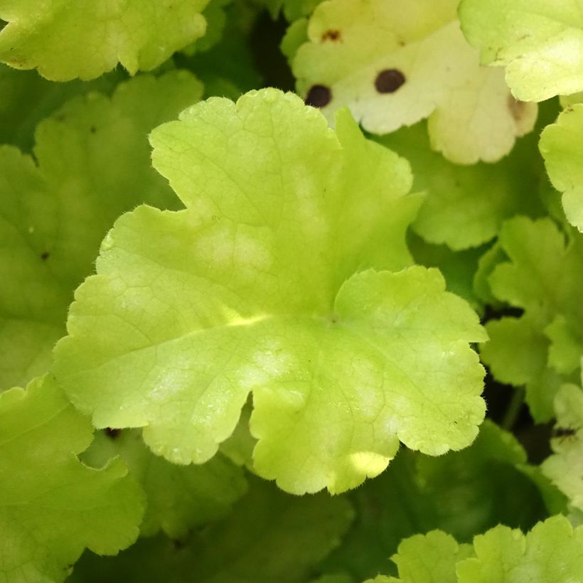Heuchera Apple Twist - Purperklokje (Blad)
