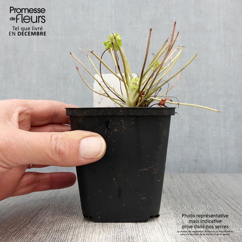 Exemplaar van Heuchère Apple Twist Godet de 8/9 cm zoals geleverd in de herfst