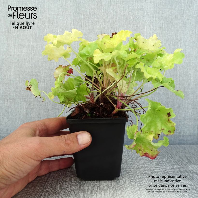 Exemplaar van Heuchera Apple Twist - Purperklokje Kweekpotje van 8/9 cm zoals geleverd in de zomer