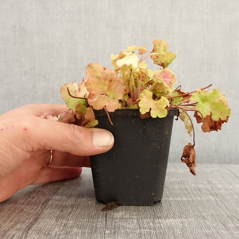 Exemplaar van Heuchera Apple Twist - Purperklokje Kweekpotje van 8/9 cm zoals geleverd in de lente