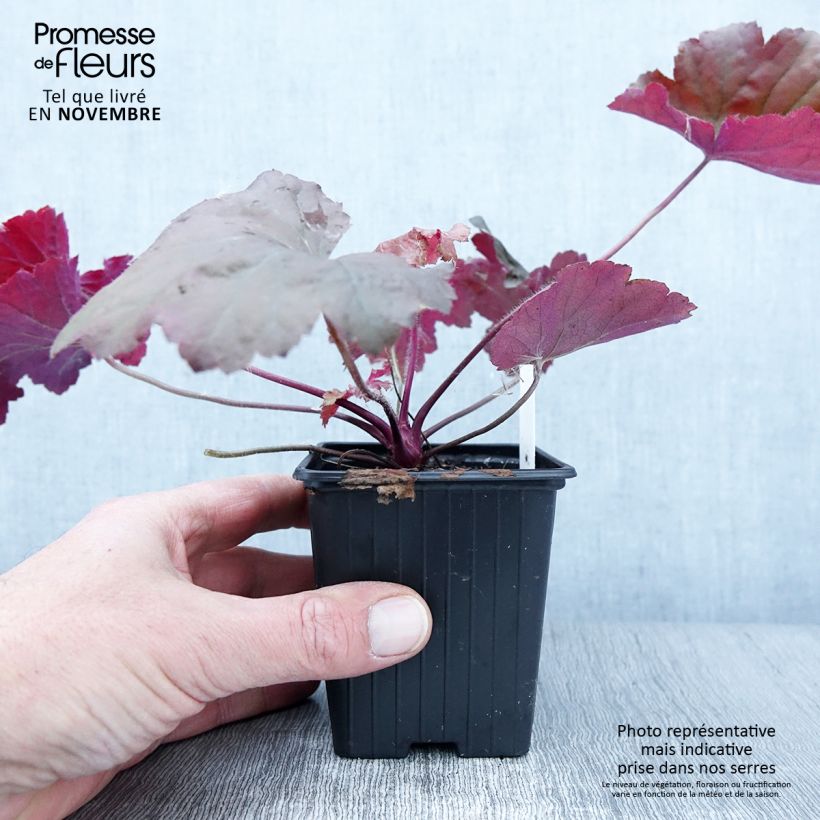 Exemplaar van Heuchère - Heuchera Bloody Dinosaur  Godet de 8/9 cm zoals geleverd in de herfst