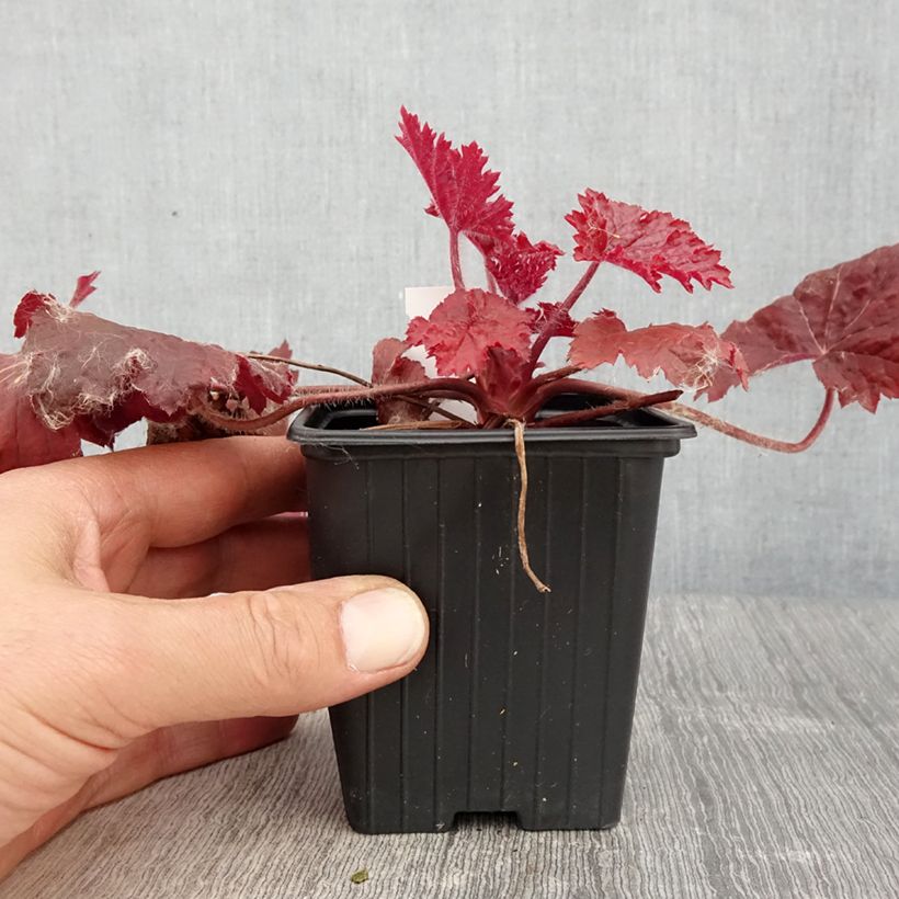 Exemplaar van Heuchera Bloody Dinosaur - Purperklokje Kweekpotje van 8/9 cm zoals geleverd in de lente