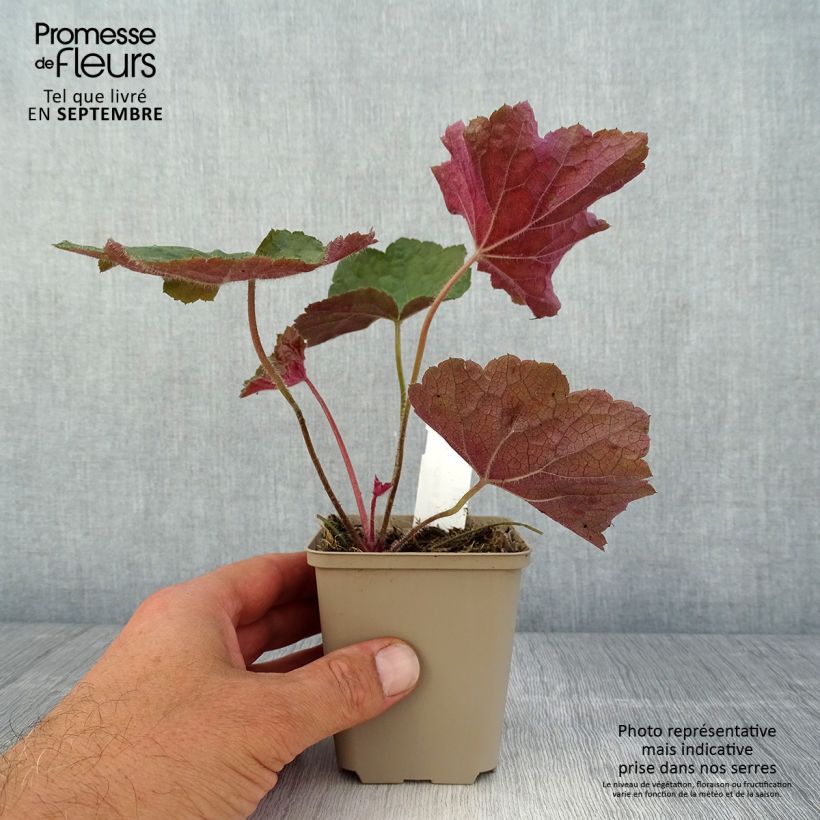 Exemplaar van Heuchera Brownies - Purperklokje Kweekpotje van 8/9 cm zoals geleverd in de zomer