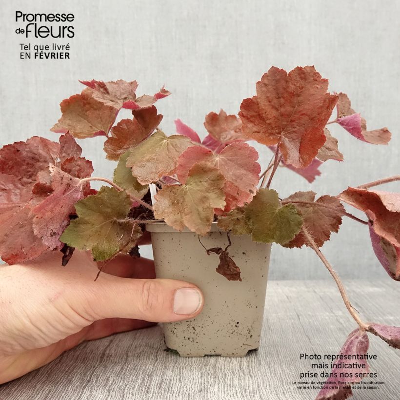 Exemplaar van Heuchère - Heuchera Brownies Godet de 8/9 cm zoals geleverd in de winter