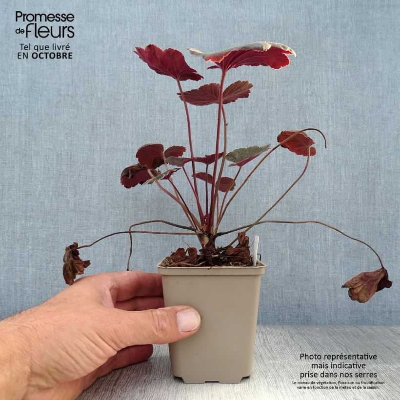 Exemplaar van Heuchera Dark Magic - Purperklokje Kweekpotje van 8/9 cm zoals geleverd in de herfst