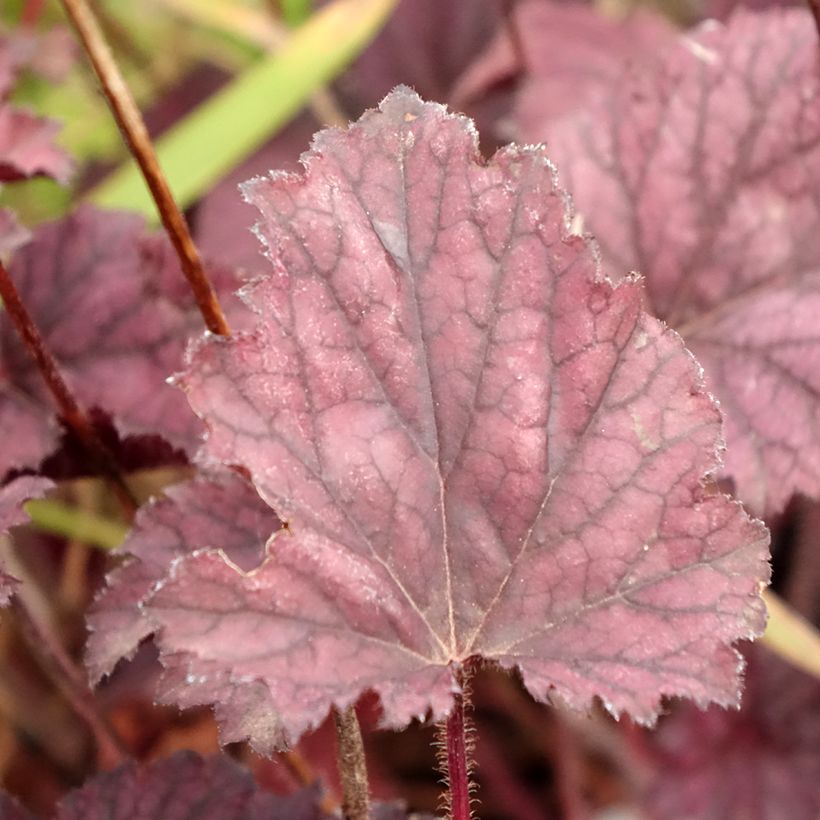Heuchera Frosted Violet - Purperklokje (Blad)