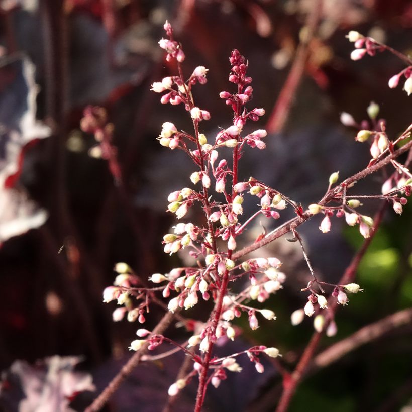 Heuchera Frosted Violet - Purperklokje (Bloei)