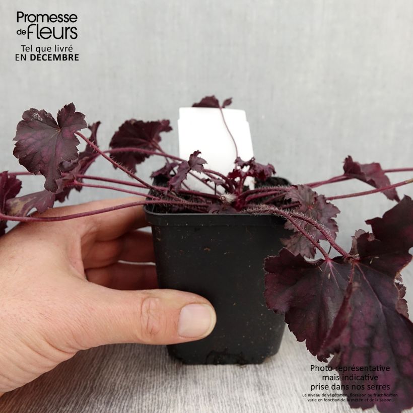 Exemplaar van Heuchère - Heuchera Frosted Violet Godet de 8/9 cm zoals geleverd in de herfst