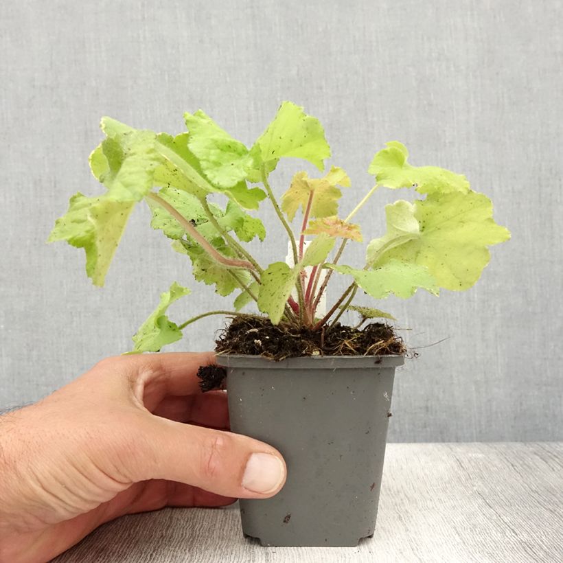 Exemplaar van Heuchera Guacamole - Purperklokje Kweekpotje van 8/9 cm zoals geleverd in de zomer