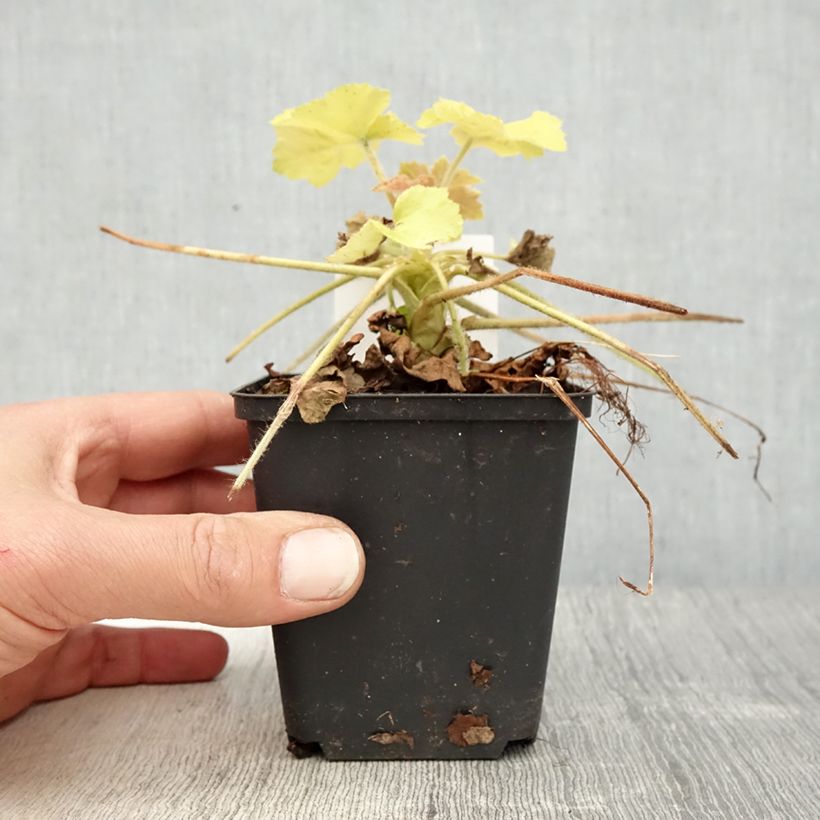 Exemplaar van Heuchera Guacamole - Purperklokje Kweekpotje van 8/9 cm zoals geleverd in de lente