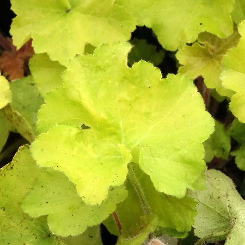 Heuchera Guacamole - Purperklokje (Blad)