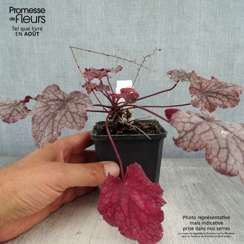 Exemplaar van Heuchera Amethyst Myst - Purperklokje Kweekpotje van 8/9 cm zoals geleverd in de zomer