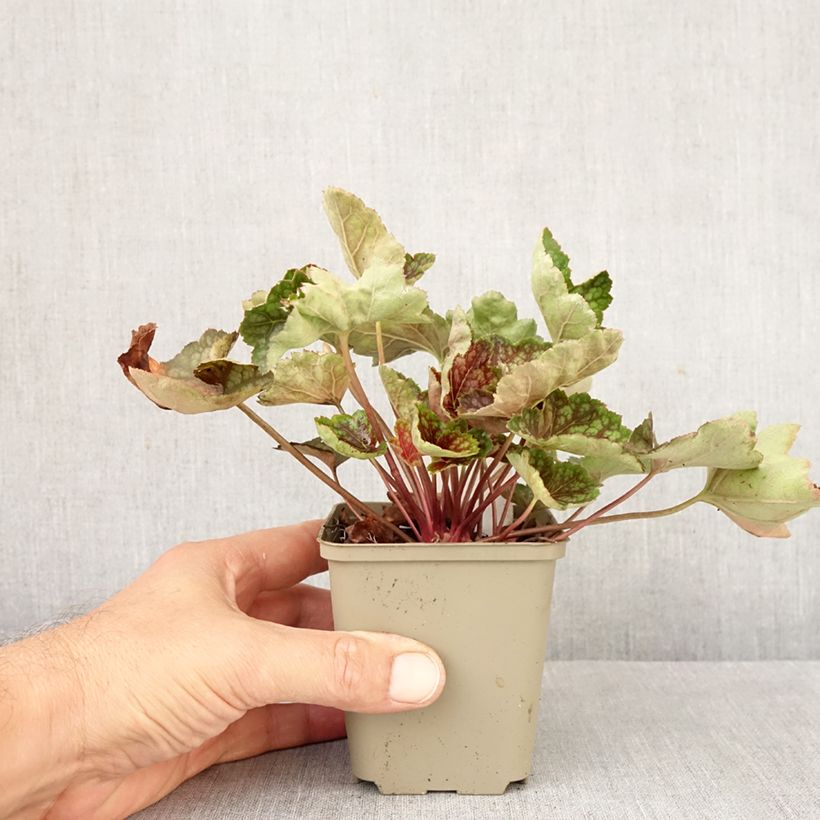 Exemplaar van Heuchera Beauty Color - Purperklokje Kweekpotje van 8/9 cm zoals geleverd in de herfst