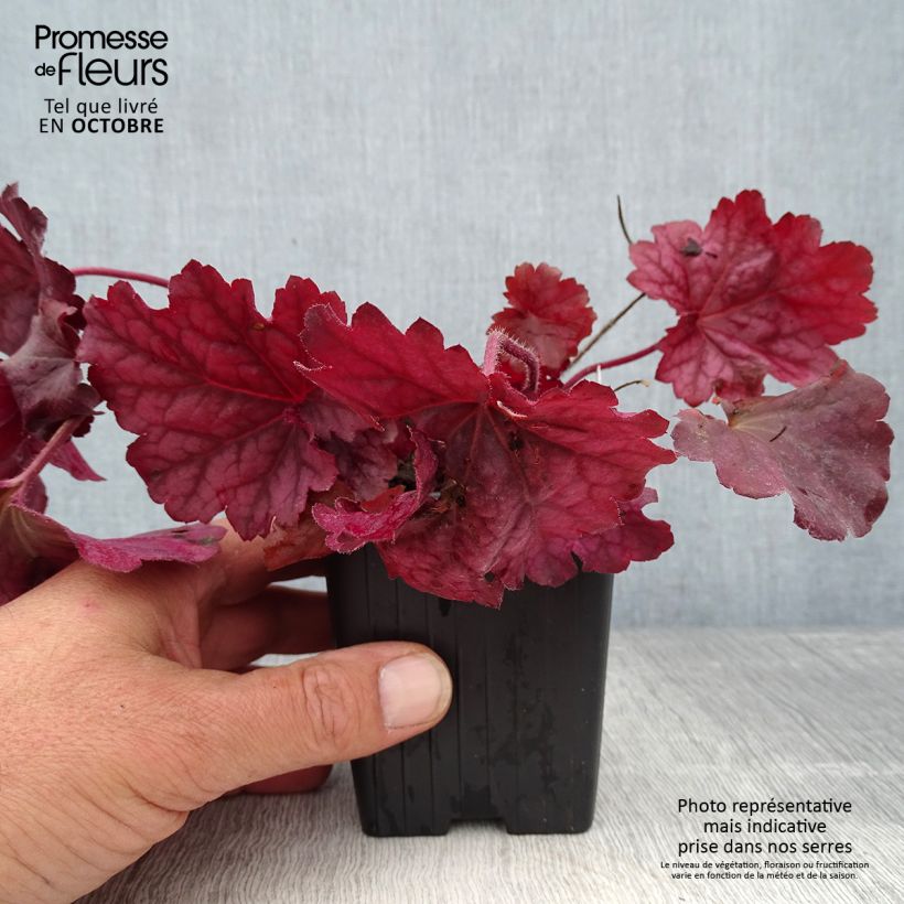 Exemplaar van Heuchera Berry Smoothie - Purperklokje Kweekpotje van 8/9 cm zoals geleverd in de herfst